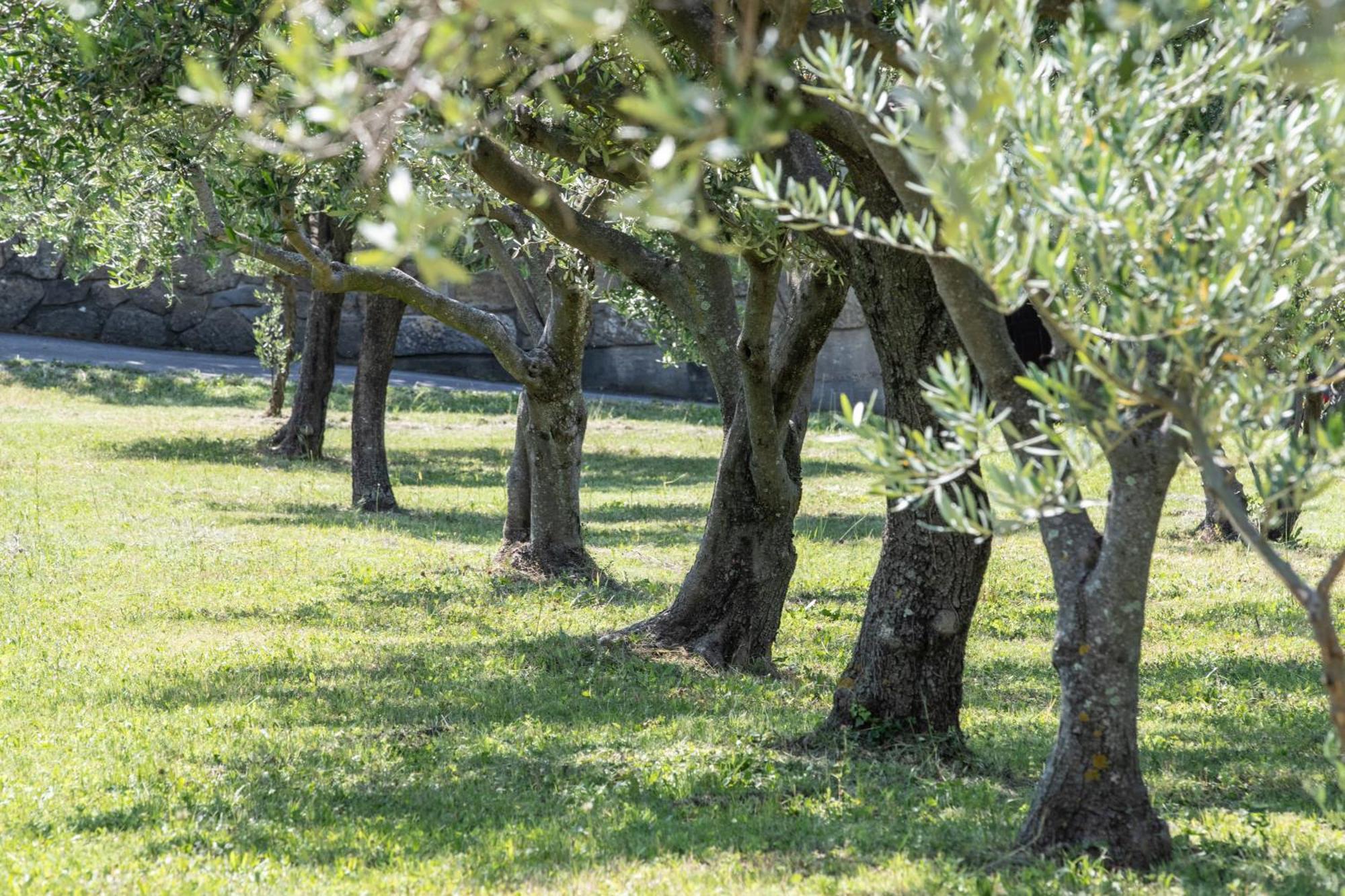 Affittacamere Cigui Múggia Εξωτερικό φωτογραφία